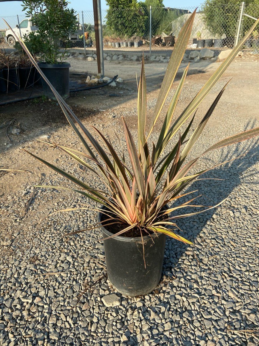 Photo for Phormium 'Maori Queen' (Maori Queen New Zealand Flax)