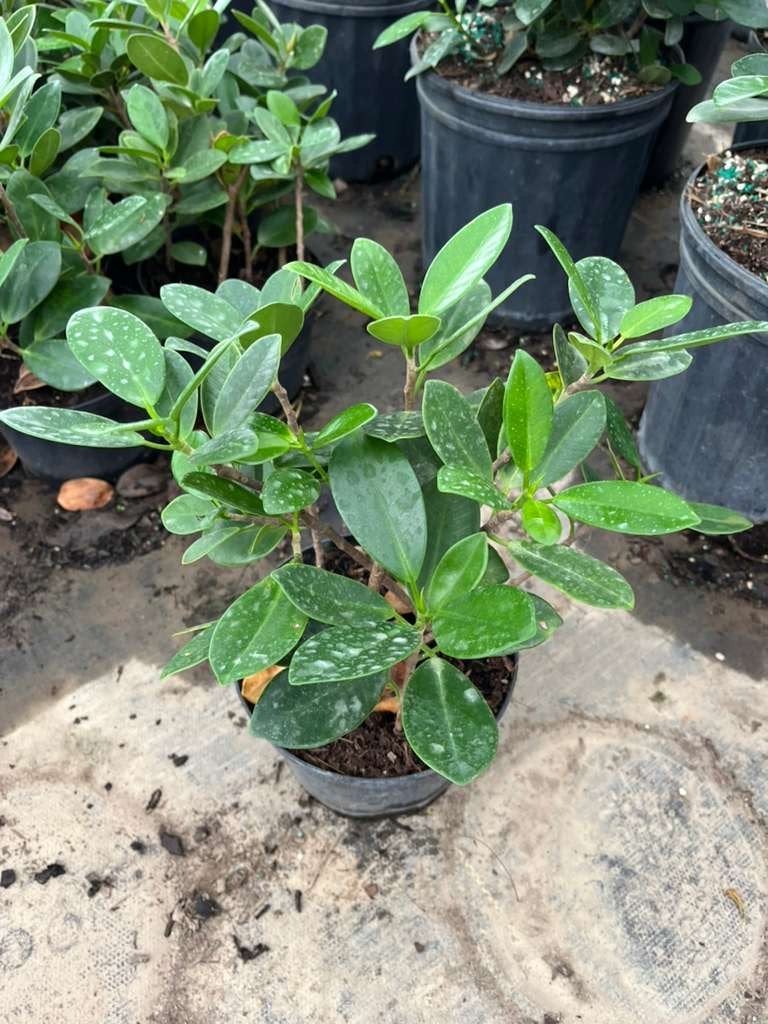 Photo for Ficus microcarpa 'Green Island' (Green Island Ficus)
