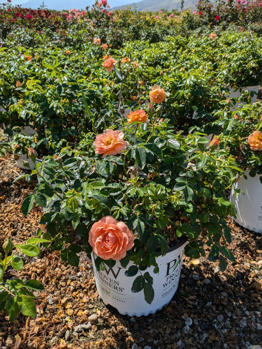 Photo for Rosa 'Horcogjil' (At Last Floribunda Rose)