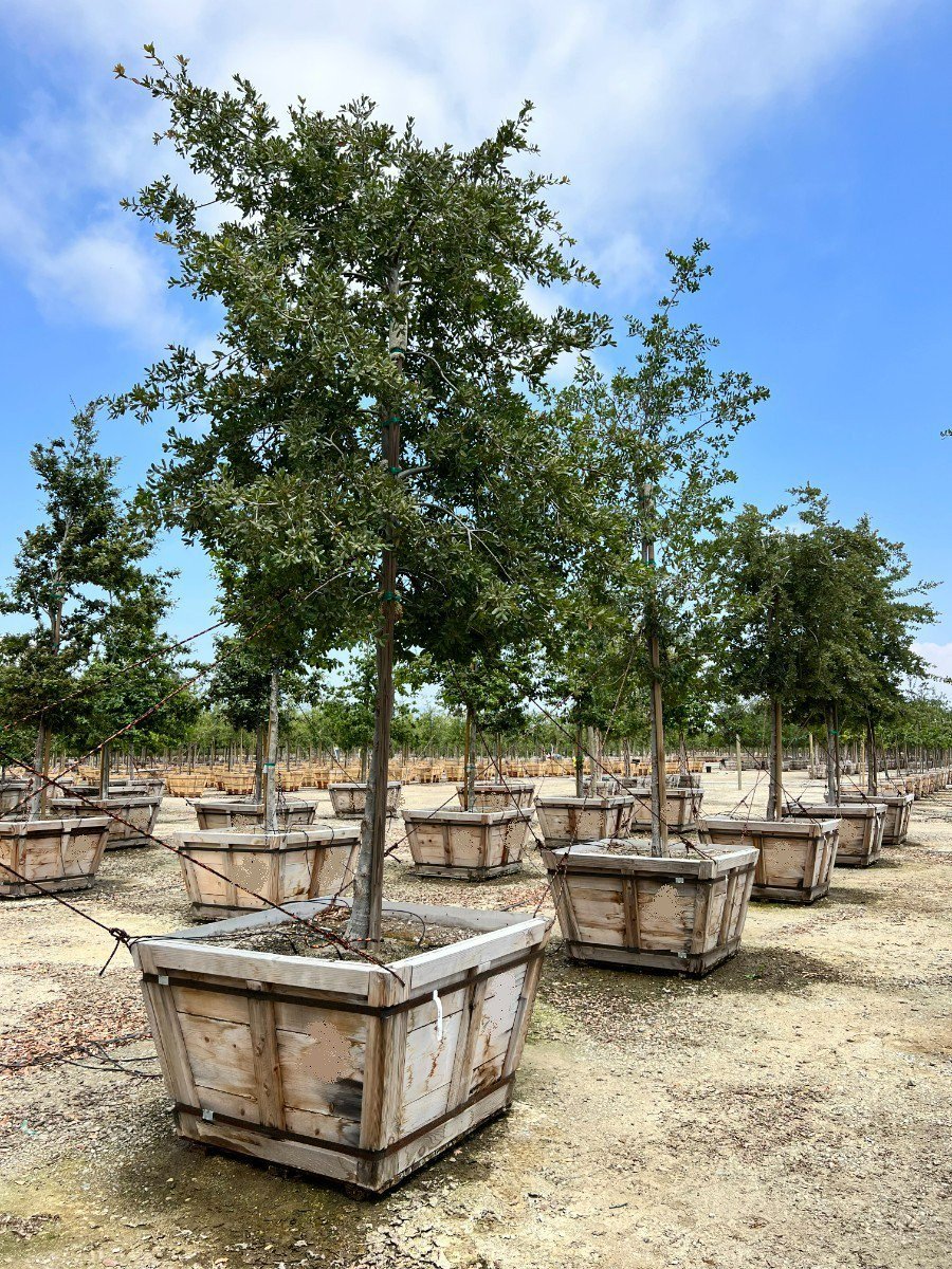 Photo for Quercus engelmannii (Standard) (Mesa Oak, Engelmann Oak)