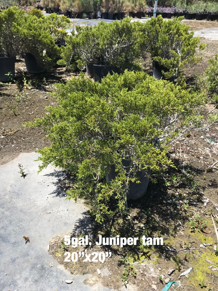Photo for Juniperus sabina 'Tamariscifolia' (Tam Juniper)
