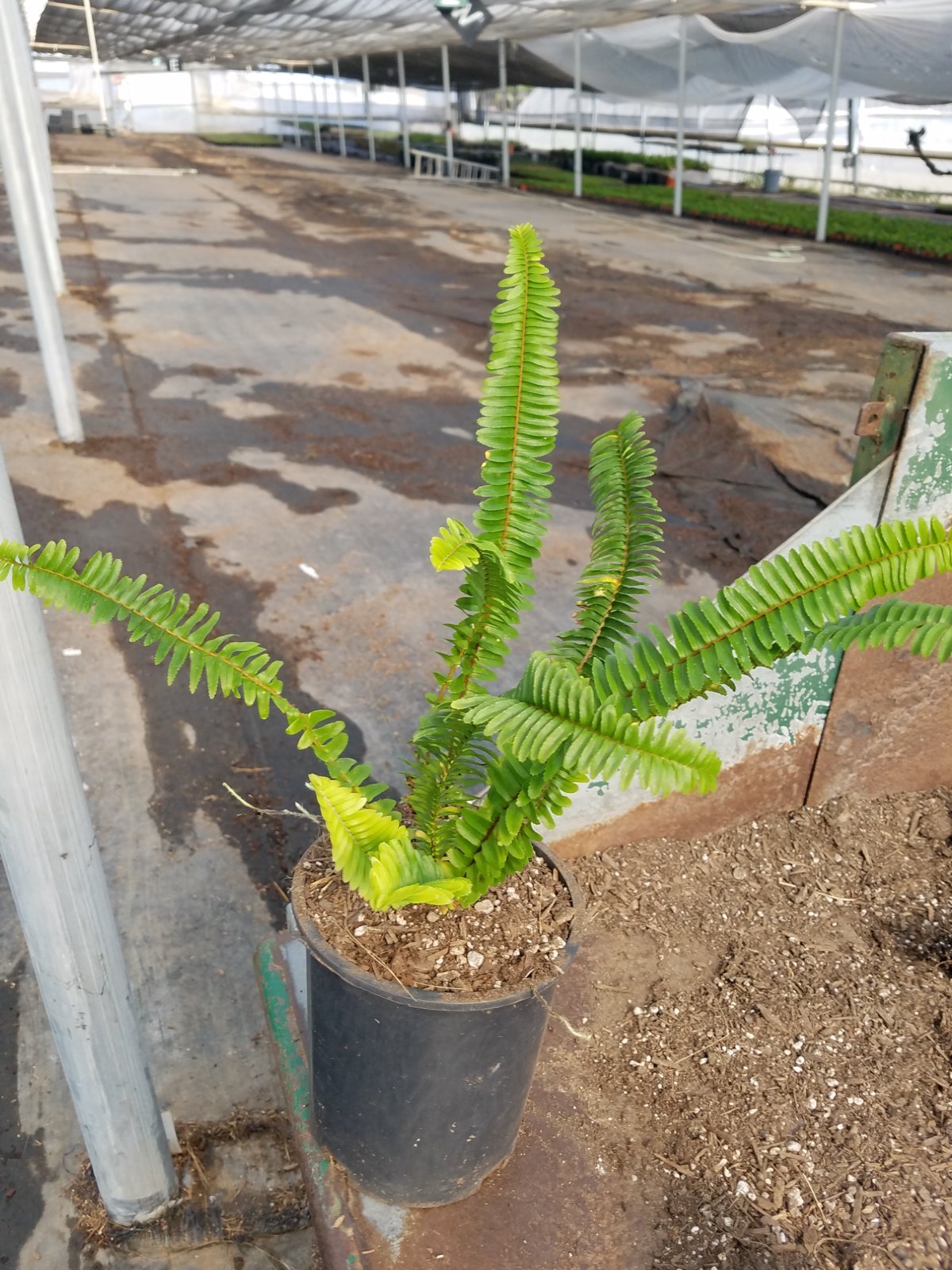 Photo for Nephrolepis cordifolia (Sword Fern)