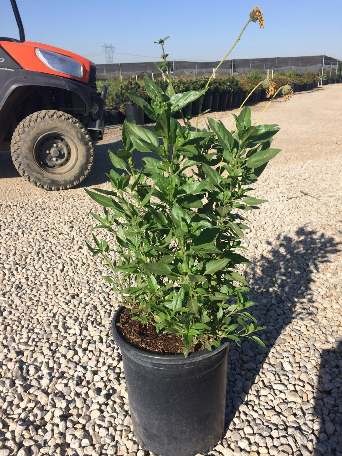 Photo for Encelia californica 'El Dorado' (El Dorado Bush Sunflower)