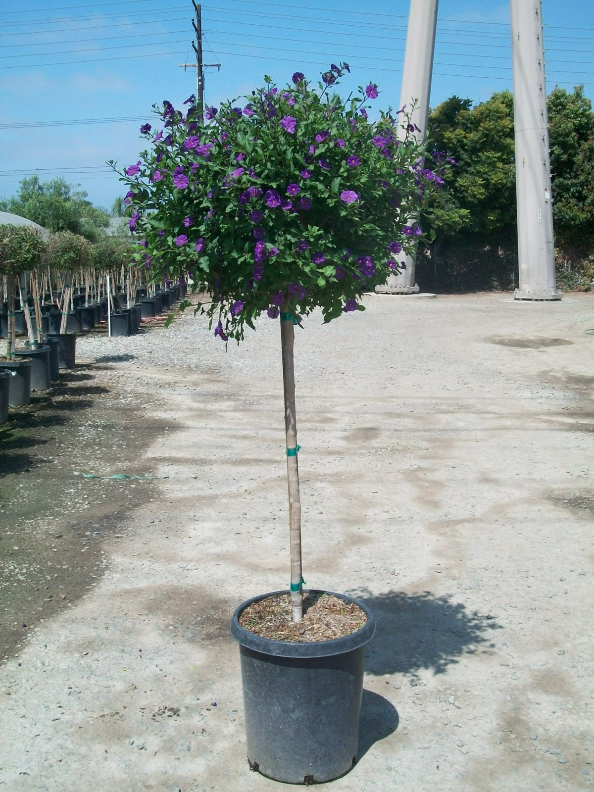 Photo for Solanum rantonnetii 'Royal Robe' (Patio Tree) (Royal Robe Paraguay Nightshade)