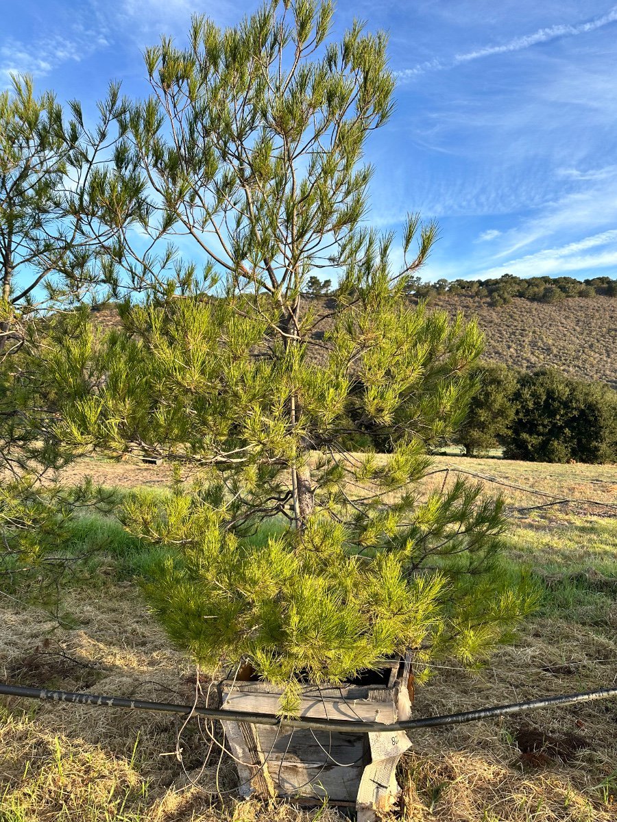 Photo for Pinus radiata (Monterey Pine)