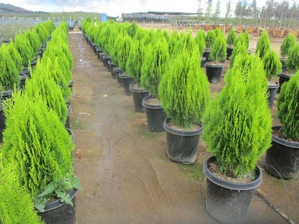 Photo for Thuja orientalis ‘Aurea Nana’ (Arborvitae 'Nana' Dwarf False Cypress)