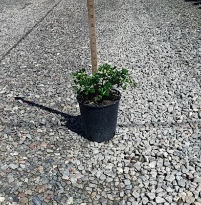 Photo for Ceanothus gloriosus 'Anchor Bay' (Pt. Reyes Ceanothus)