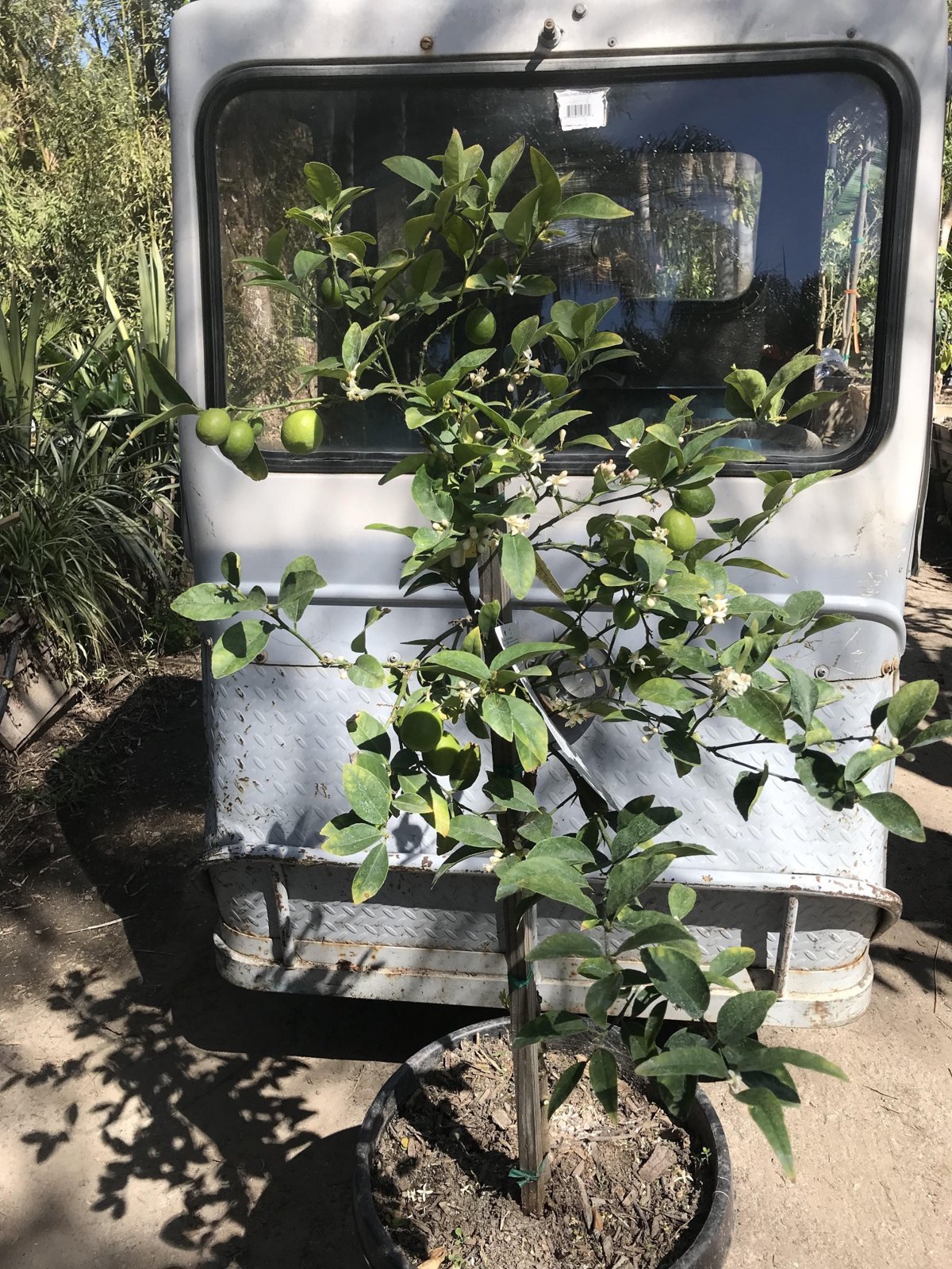 Photo for Citrus aurantifolia (Dwarf) (Dwarf Key Lime, Dwarf Mexican Lime)