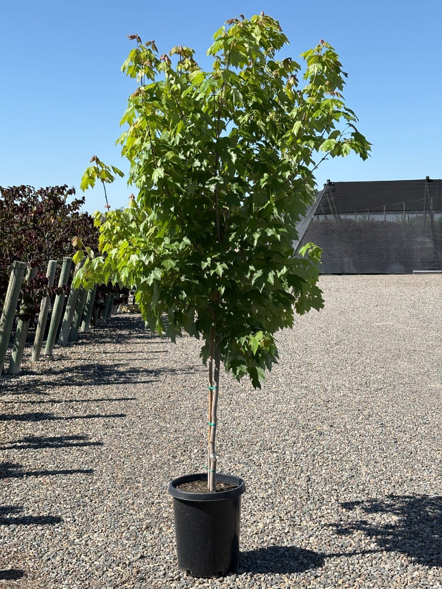 Photo for Acer rubrum 'October Glory' (October Glory Red Maple)