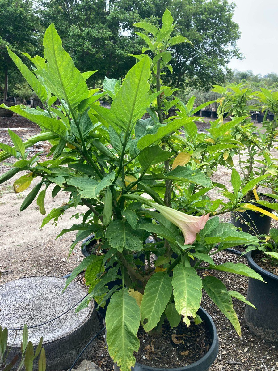 Photo for Brugmansia versicolor (Peach Angel's Trumpet)