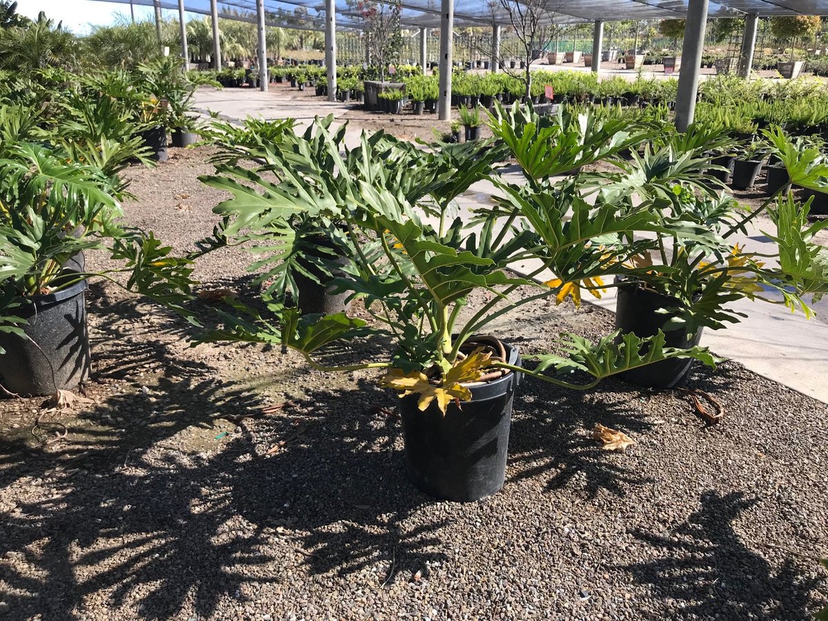 Photo for Philodendron selloum 'Hope' (Hope Tree Philodendron)