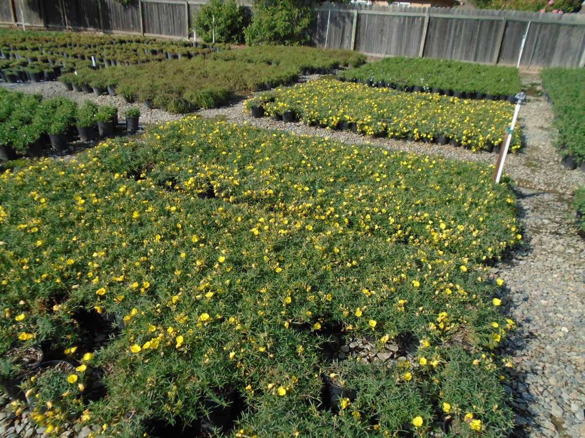 Photo for Oenothera Frutiscosa (Narrow Leaf Frutiscosa)