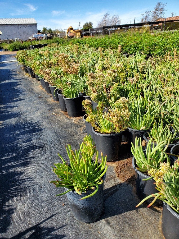 Photo for Dudleya edulis (Fingertips)