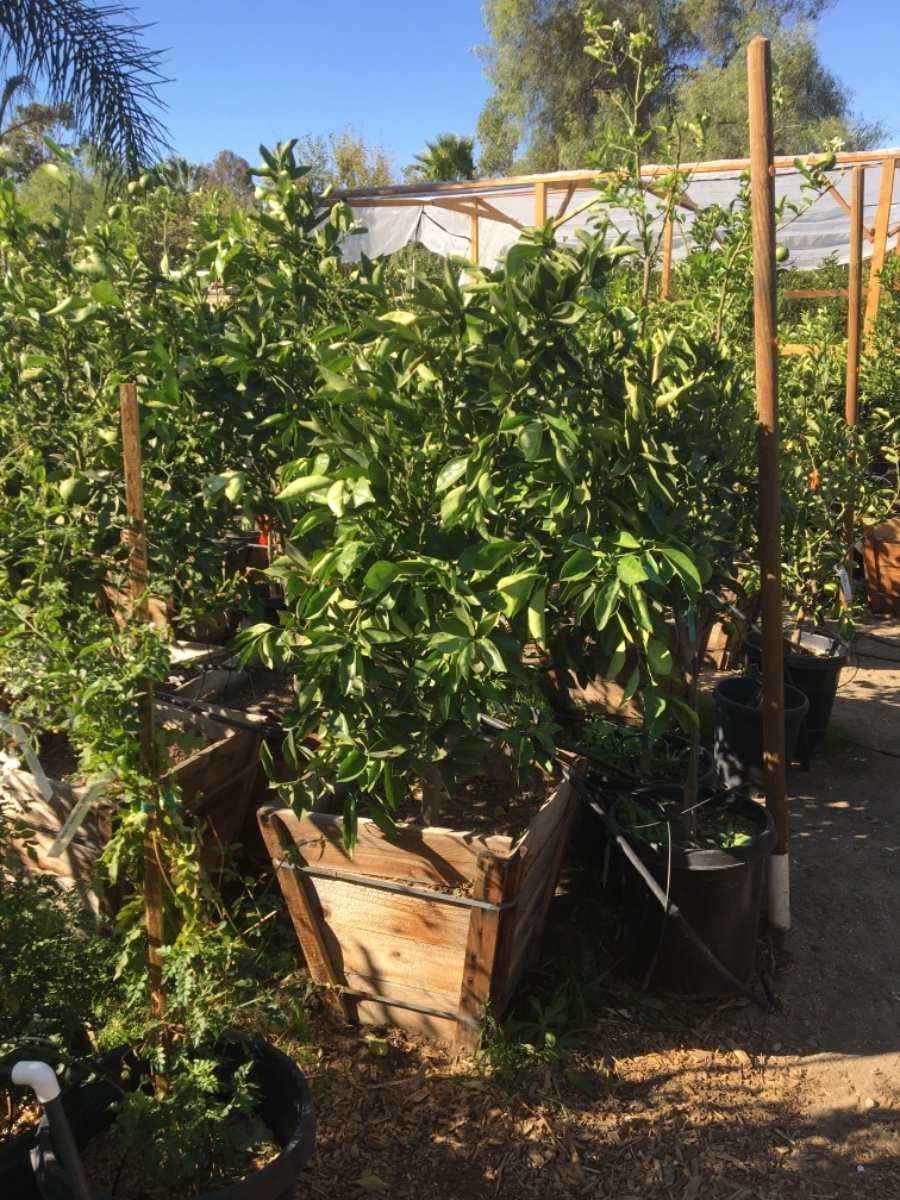Photo for Citrus sinensis 'Valencia' (Standard) (Valencia Orange Tree)