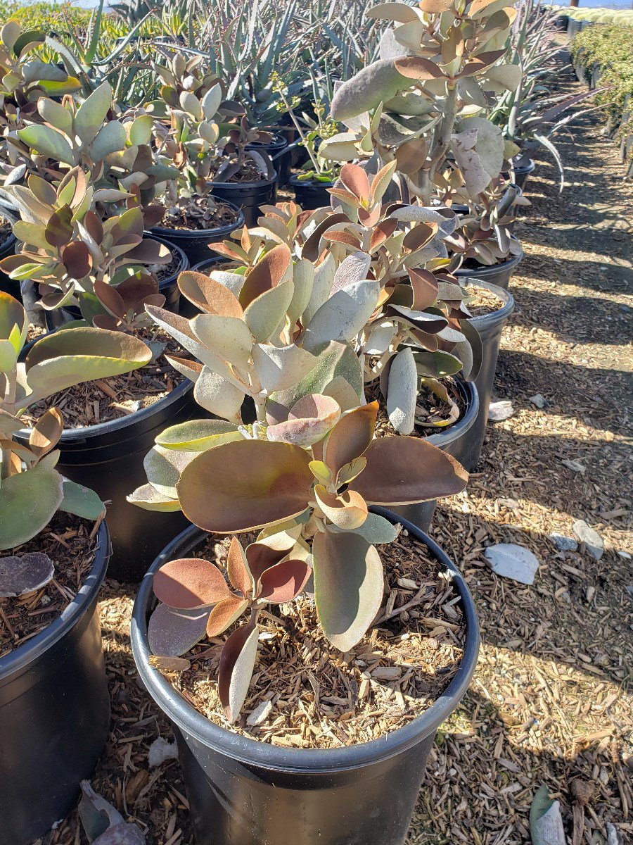 Photo for Kalanchoe orgyalis (Copper Spoons)