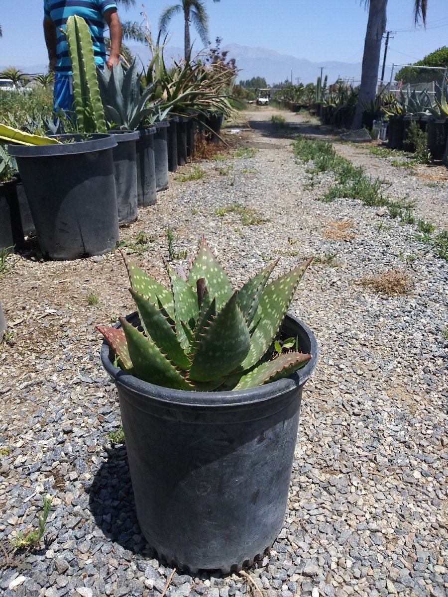 Photo for Aloe harlana (Harla Aloe)