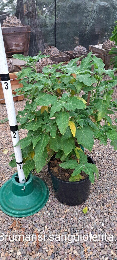 Photo for Brugmansia sanguinea (Scarlet Angel’s Trumpet)
