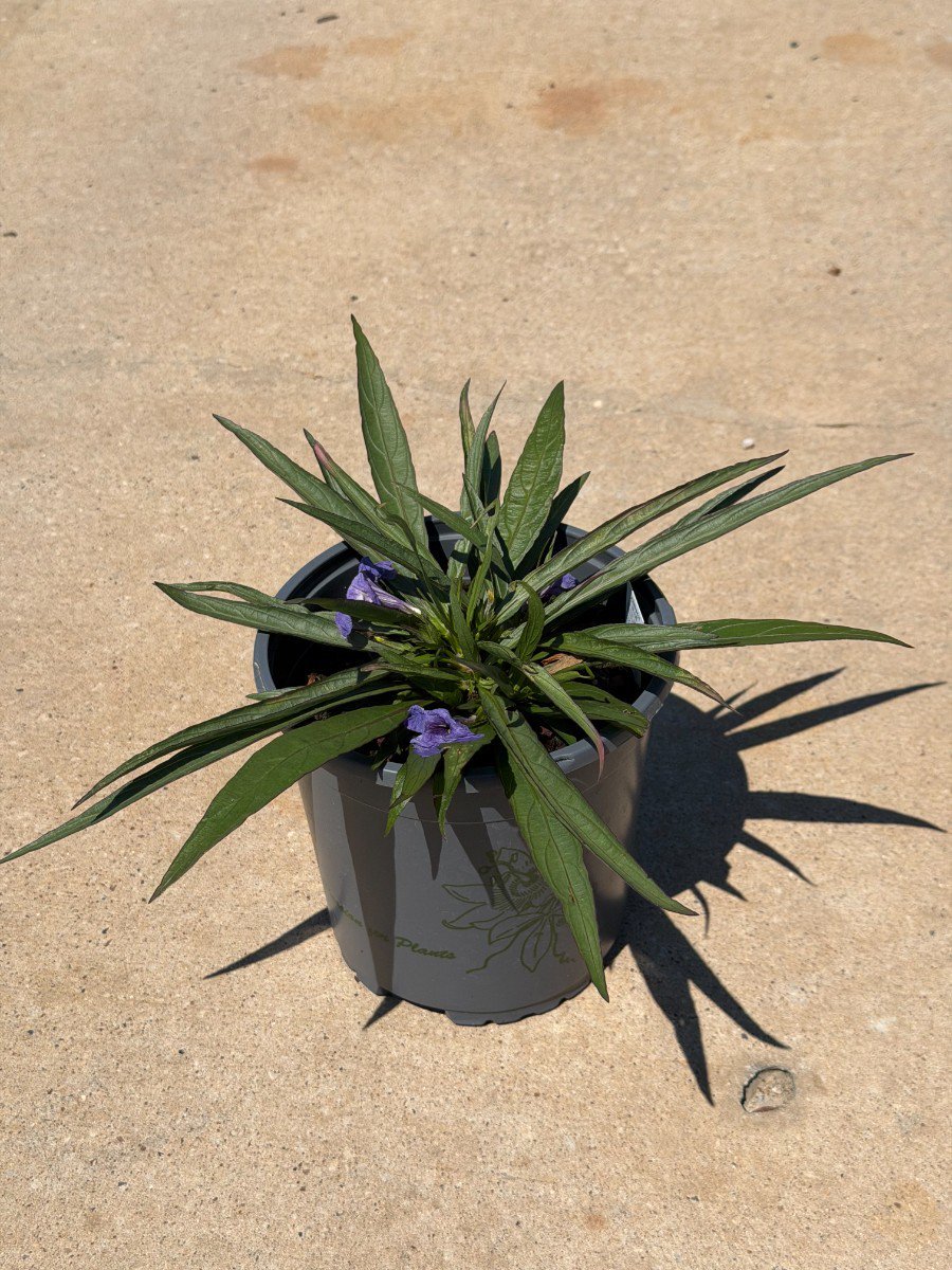 Photo for Ruellia brittoniana 'Katie Blue' (Blue Dwarf Mexican Petunia)
