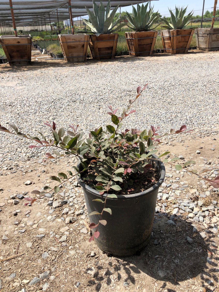 Photo for Loropetalum chinense var. rubrum 'Burgundy' (Bergundy Fringe Flower)