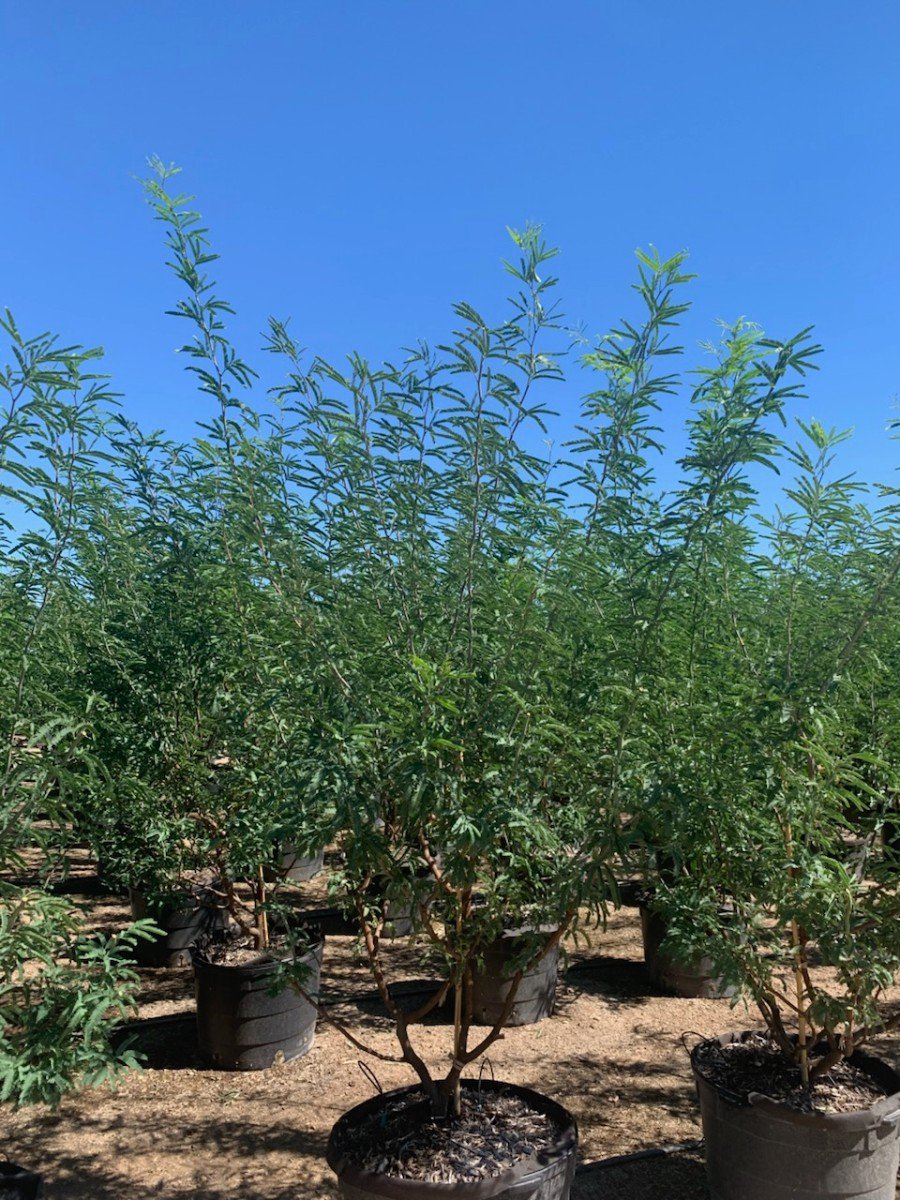 Photo for Prosopis 'Civano Seedless' (Thornless Seedless Mesquite)