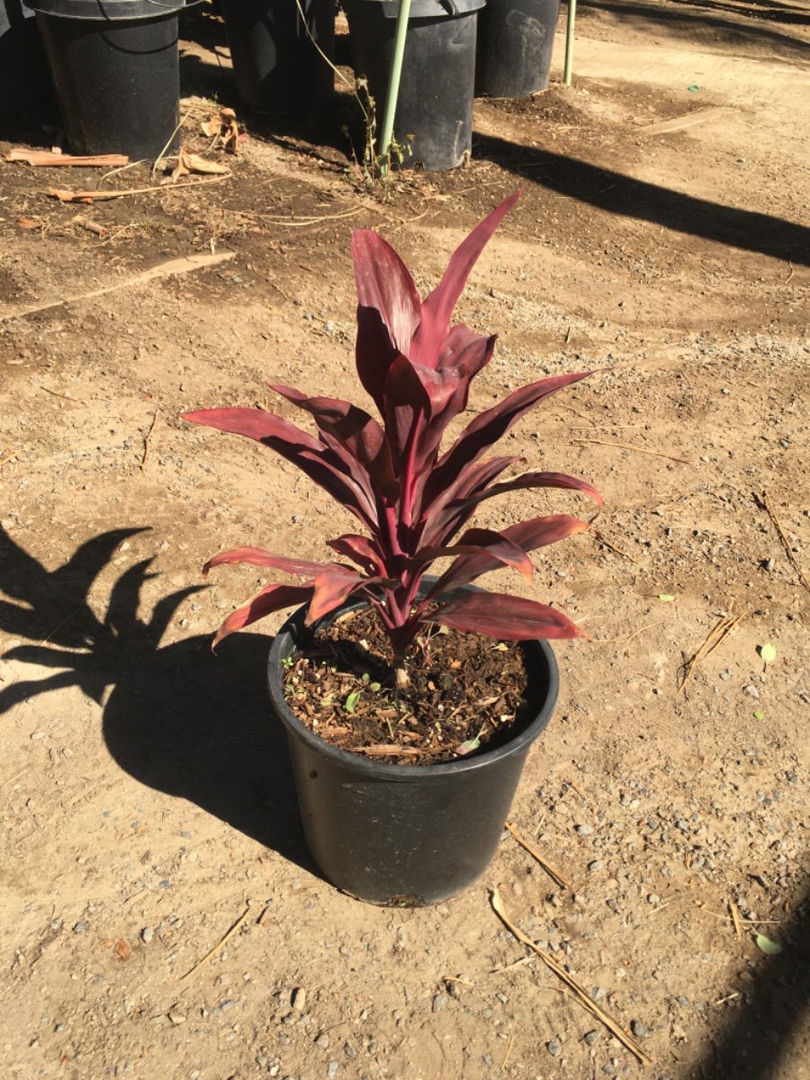 Photo for Cordyline terminalis ‘Ruby’ (Ruby Ti Plant)