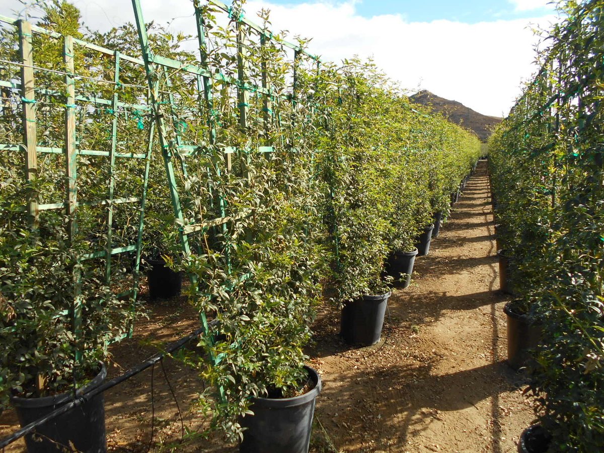 Photo for Rosa banksiae (Espalier) (Lady Banks Climbing Rose)
