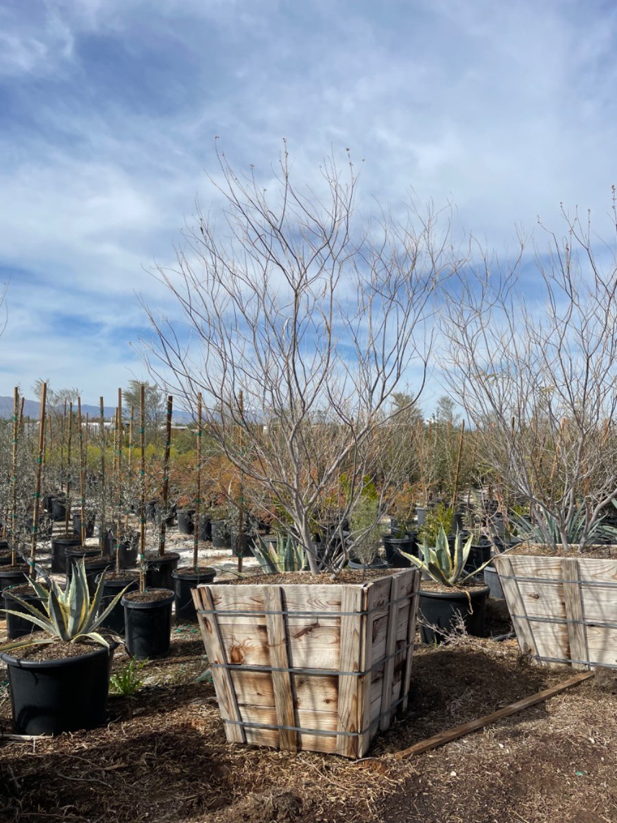 Photo for Chilopsis linearis (Multi) (Desert Willow)