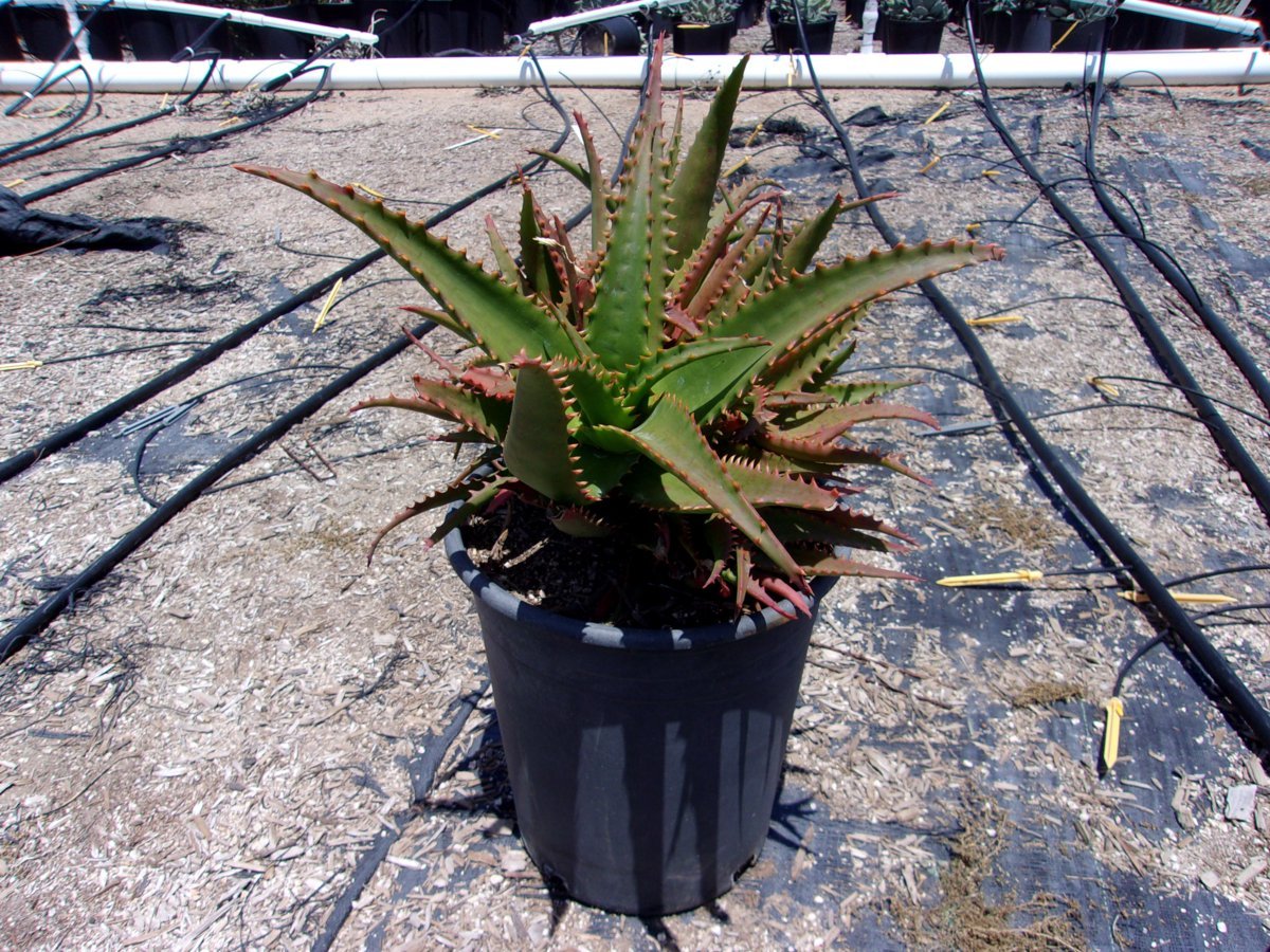 Photo for Aloe 'Erik the Red' (Erik the Red Sunbird Aloe)