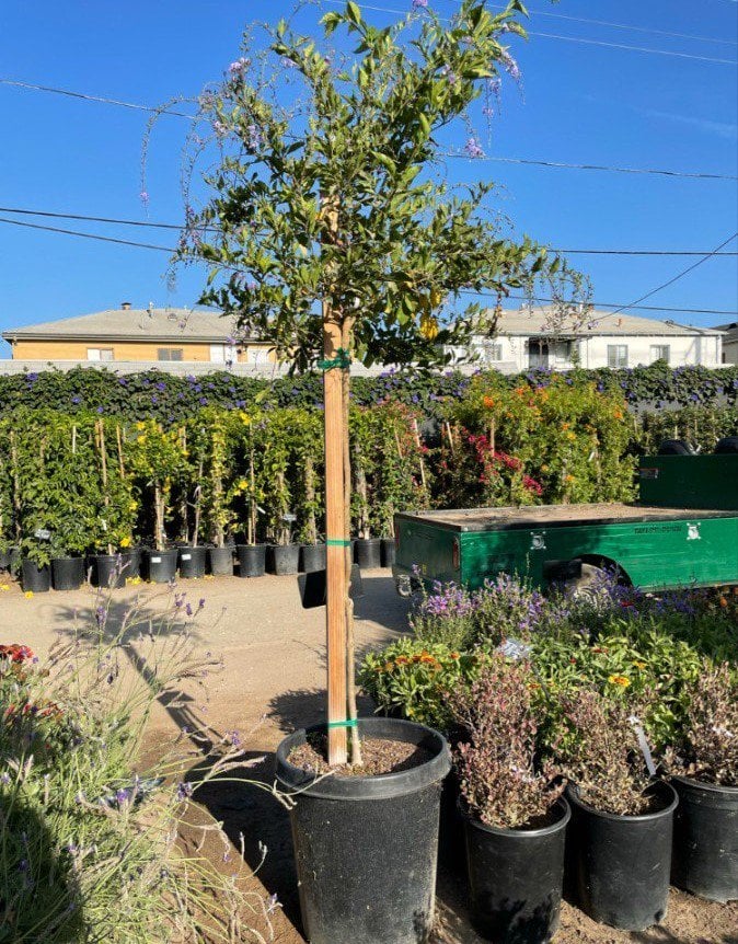 Photo for Duranta erecta 'Sapphire Showers' (Patio Tree) (Picotee Sky Flower)