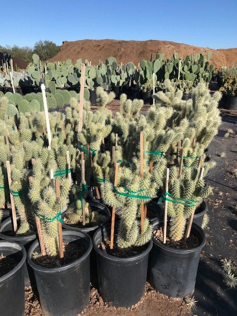 Photo for Cylindropuntia bigelovii (Teddybear cholla)