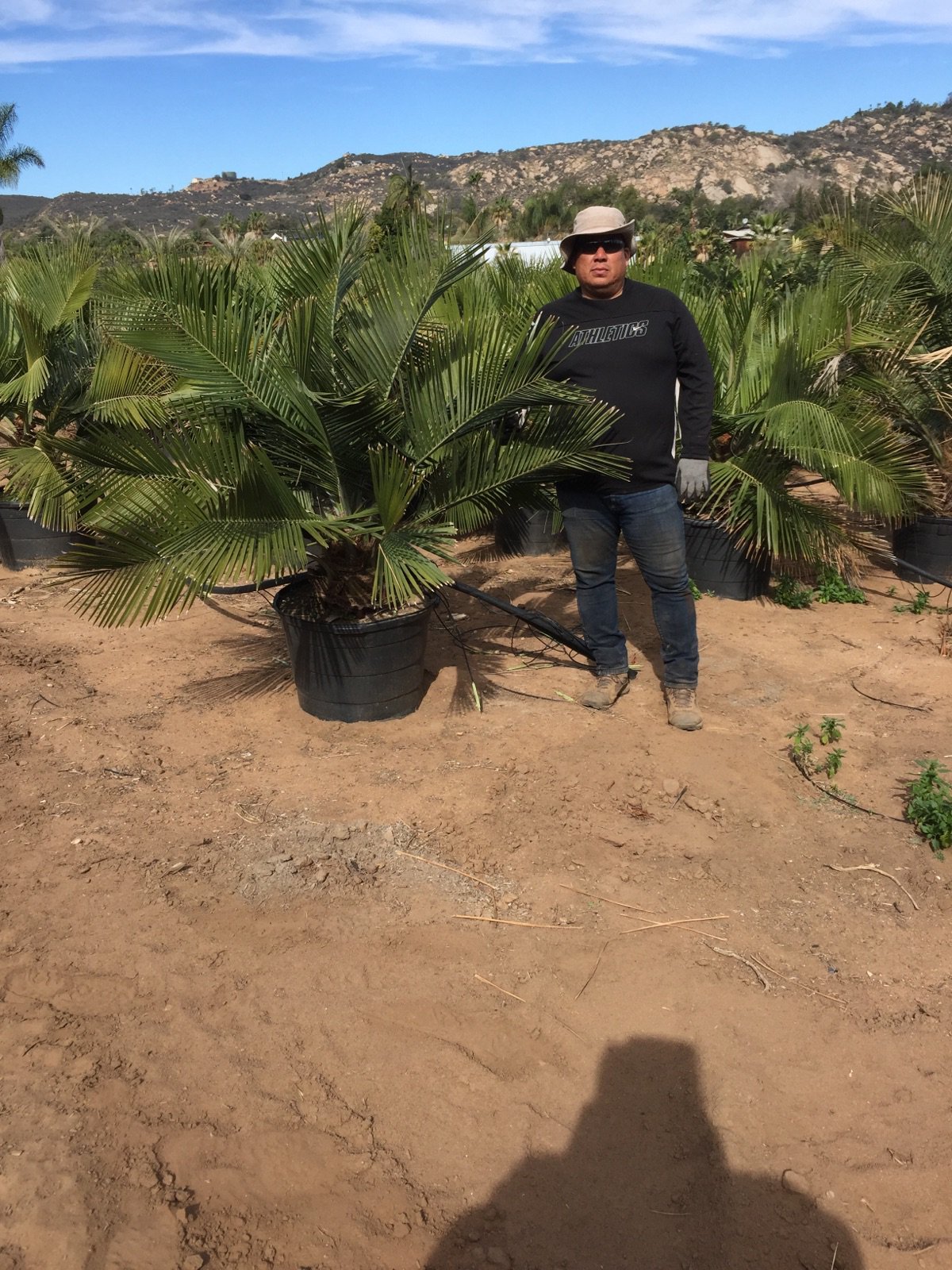 Photo for Jubaea chilensis (Chilean Wine Palm)