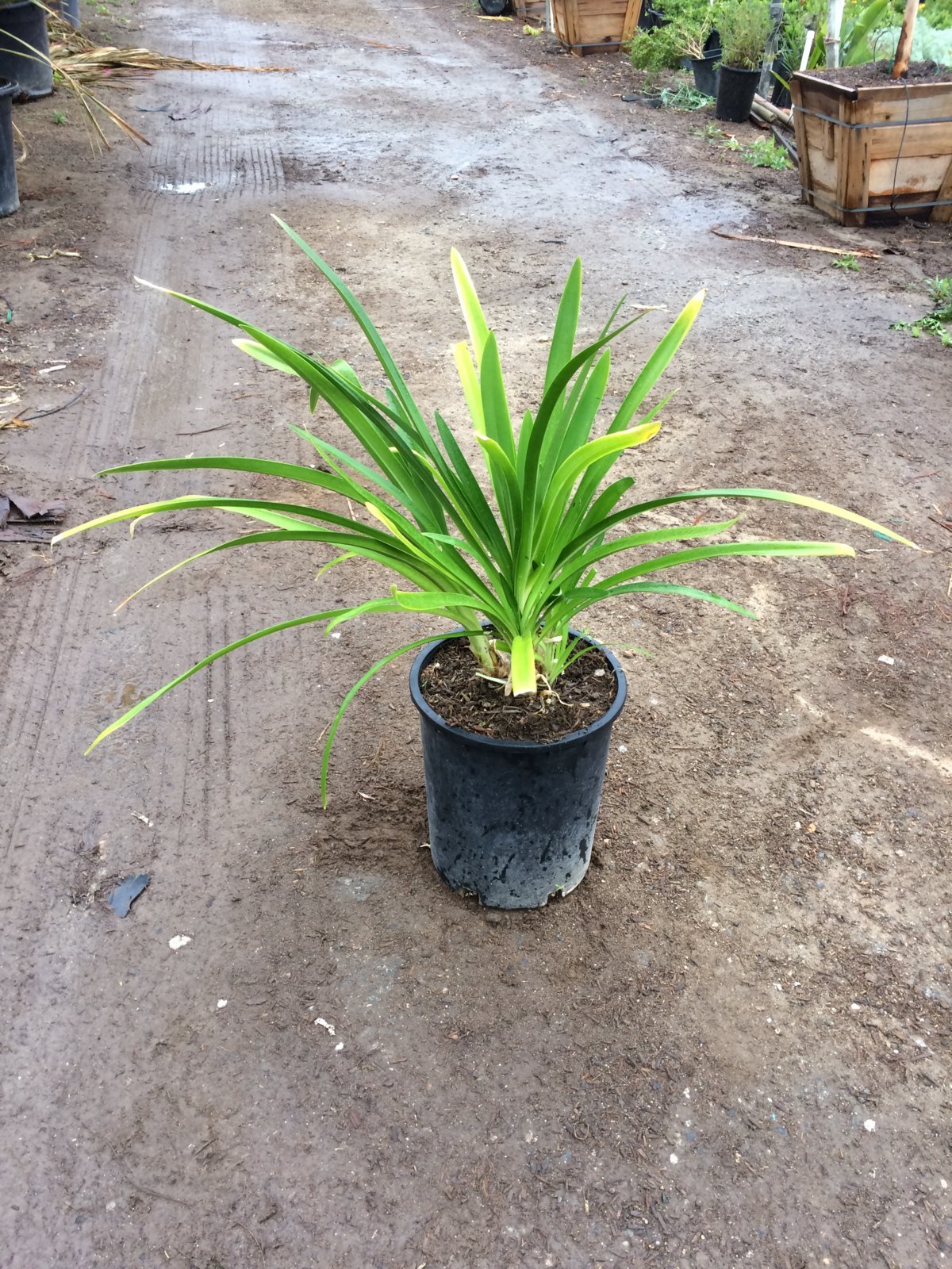 Photo for Agapanthus praecox orientalis 'ATIBlu' (Blue Storm Lily Of The Nile)