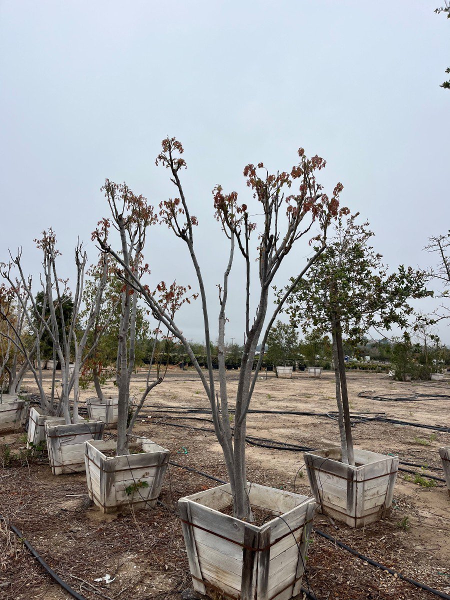 Photo for Koelreuteria bipinnata (Multi) (Chinese Flame Tree)