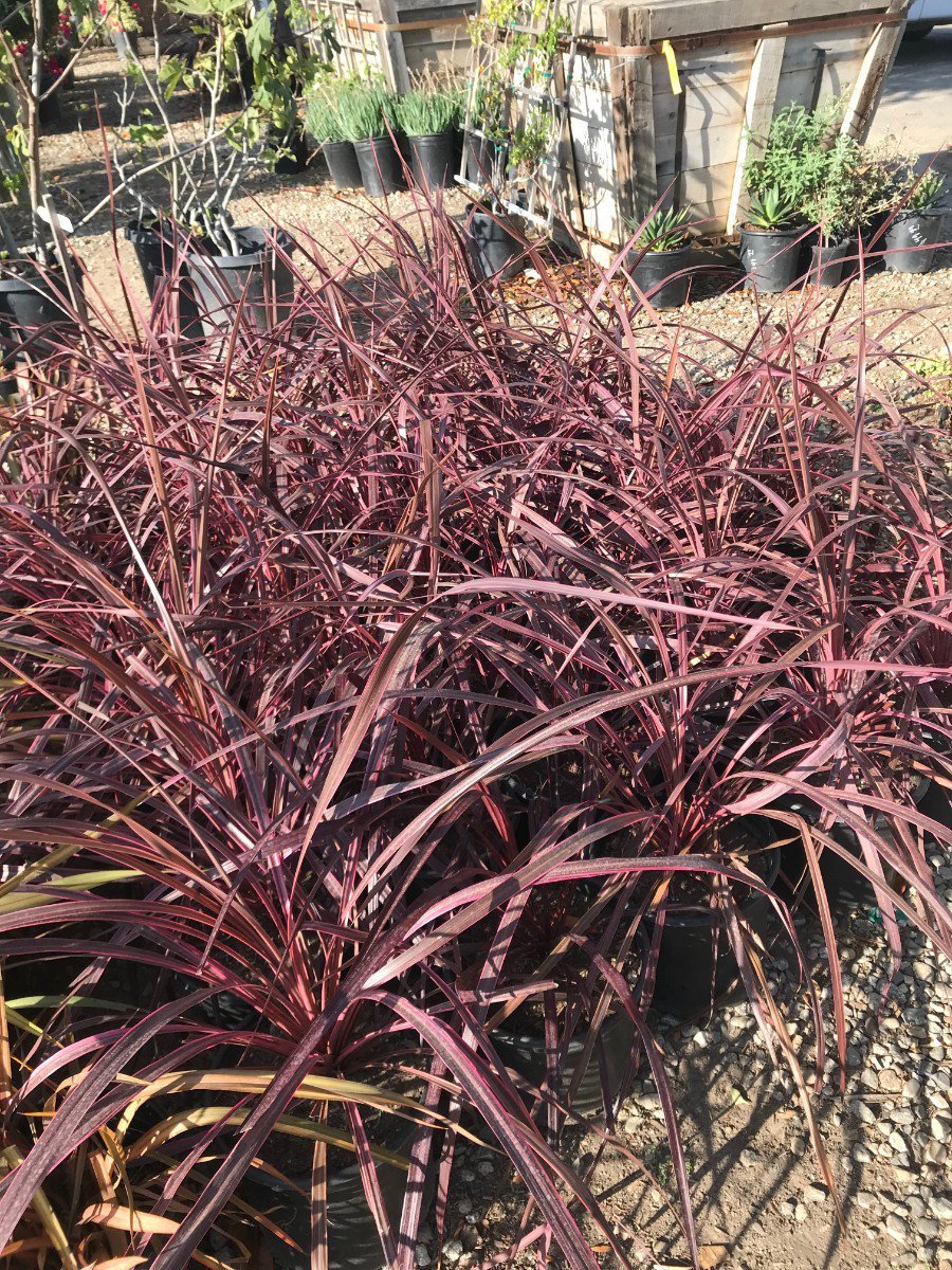 Photo for Cordyline Design-a-line Burgundy ['Roma 06'] PP24,764 (Bergundy Cordyline)