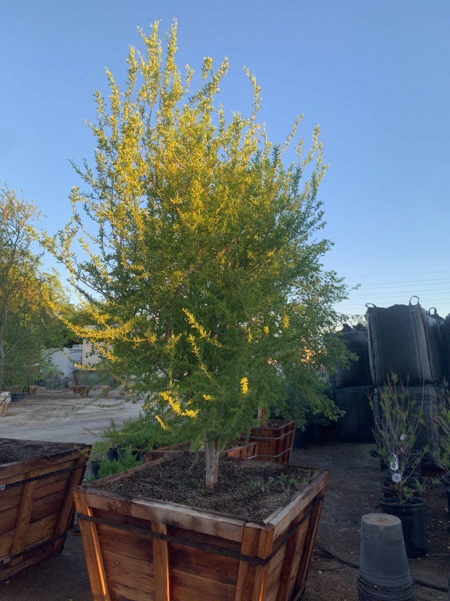 Photo for Olneya testota (Desert Ironwood)