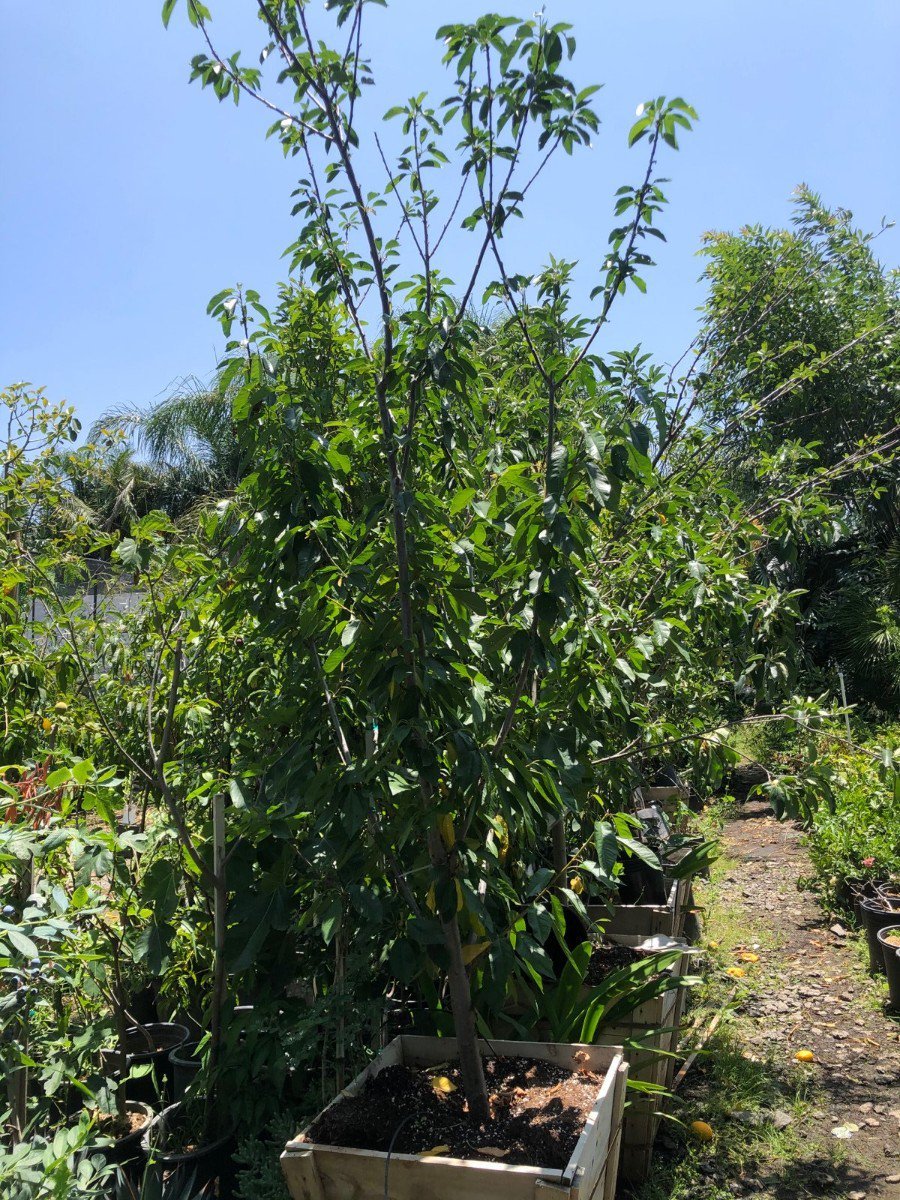 Photo for Prunus avium 'Tulare' (Tulare Cherry)