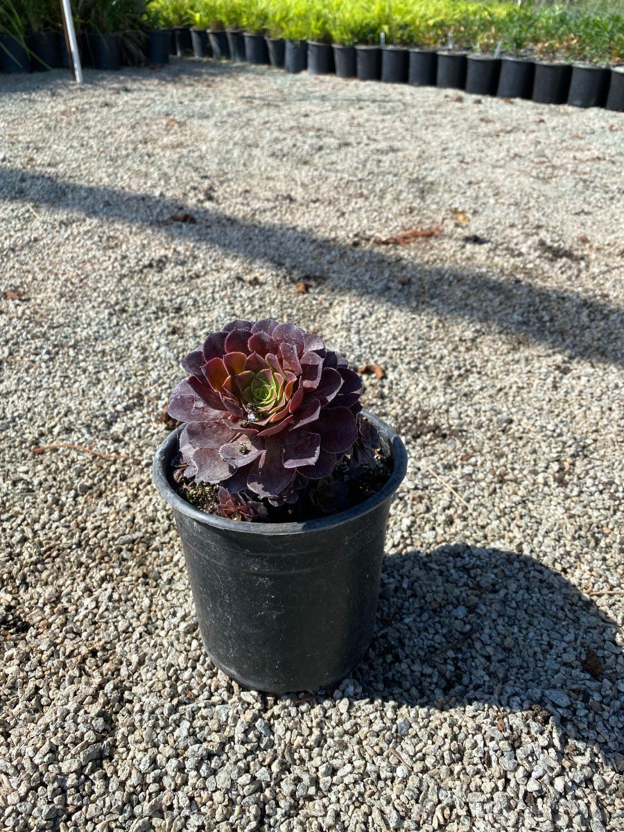 Photo for Aeonium arborescens 'Tip Top' (Tip Top Aeonium)