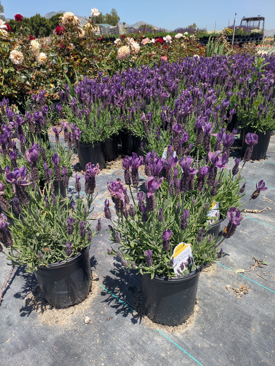 Photo for Lavandula stoechas 'Primavera' (Primavera Spanish Lavender)