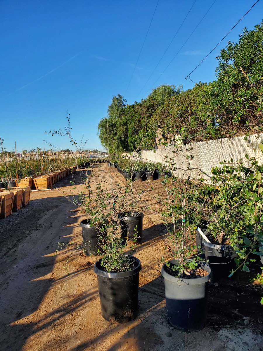 Photo for Cercocarpus betuloides (Mountain Mahogany)