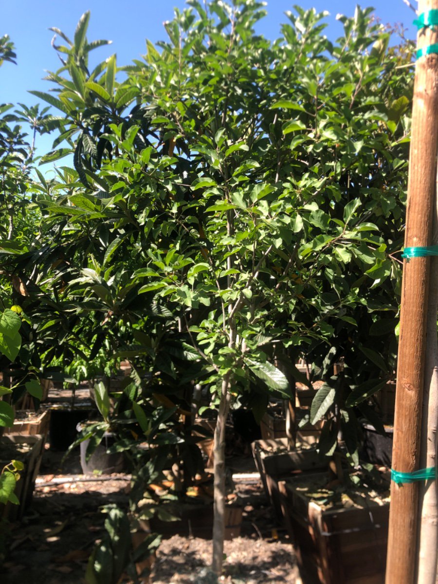 Photo for Malus domestica 'Gordon' (Gordon Apple)