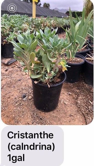 Photo for Cistanthe grandiflora 'Jazz Time' (Jazz Time Rock Purslane/ Calandrinia)