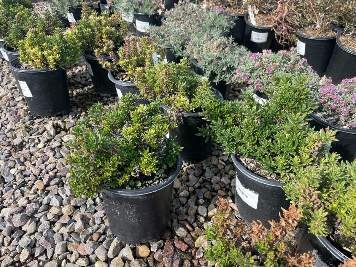 Photo for Lithodora diffusa 'Grace Ward' (Grace Ward Lithodora)