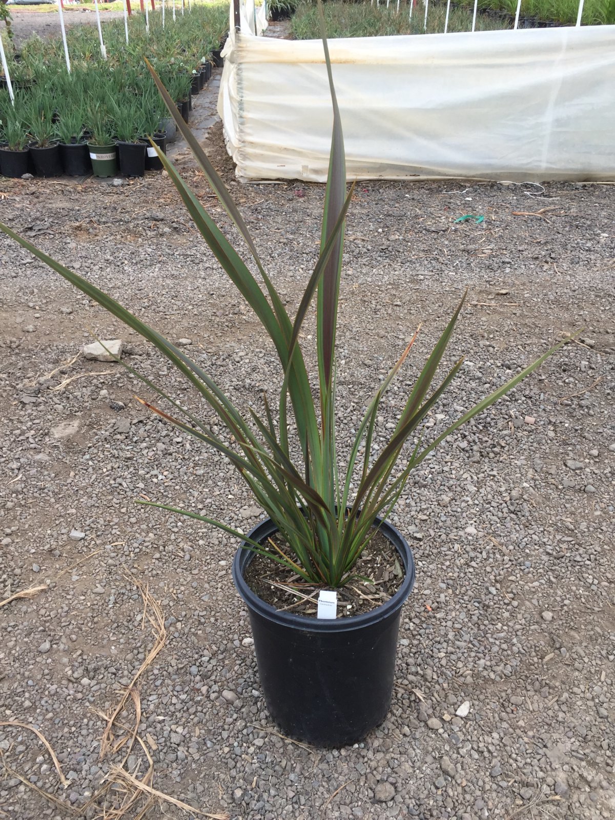 Photo for  Phormium ‘Coordination’ (Coordination New Zealand Flax)