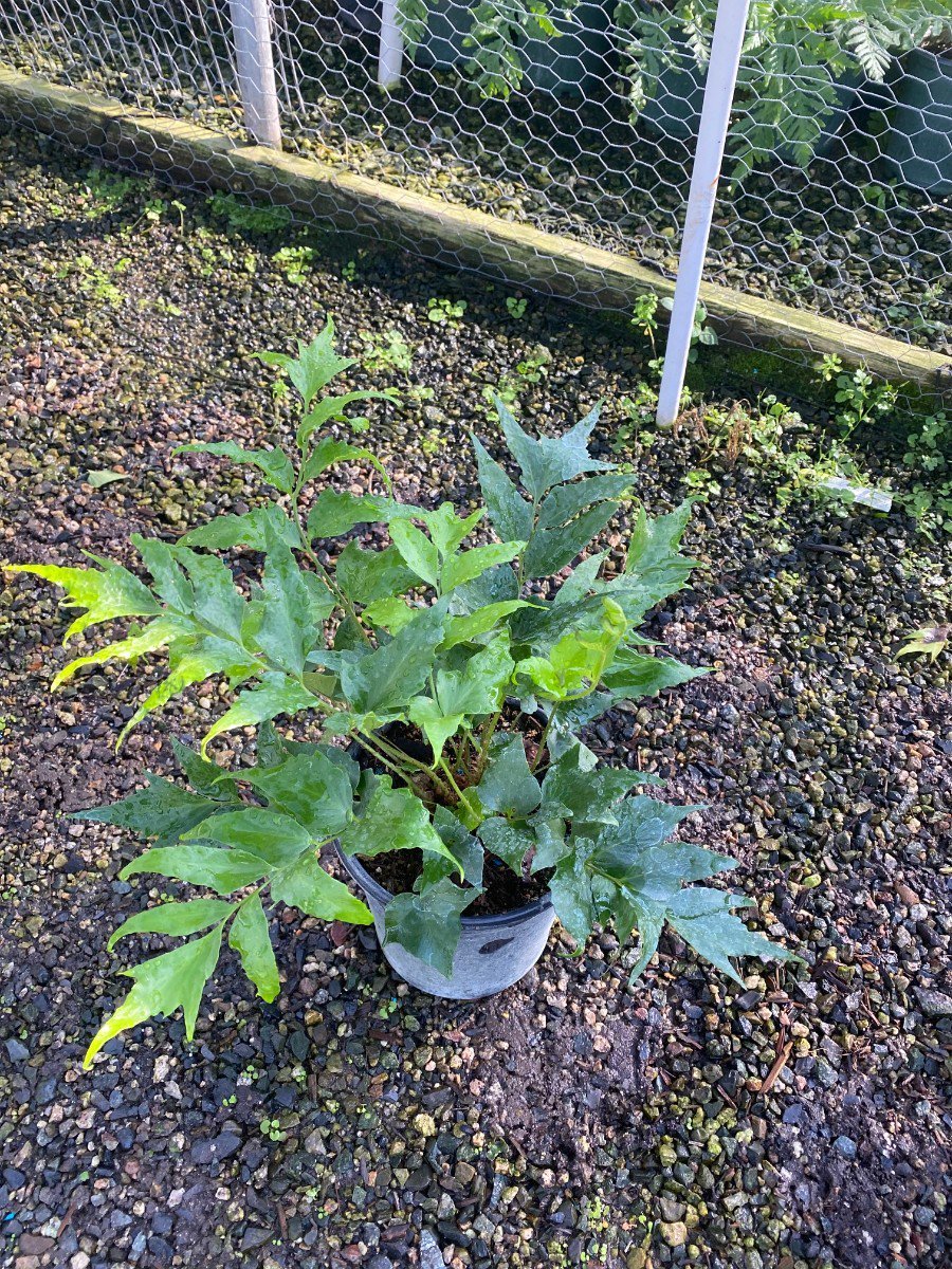 Photo for Cyrtomium fortunei (Fortune's Holly Fern)