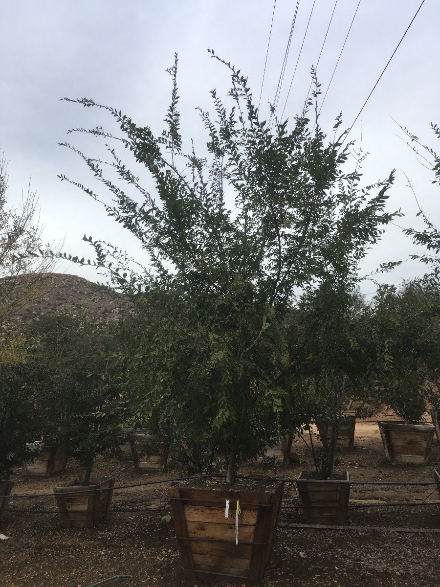 Photo for Ulmus parvifolia (Low Branch) (Chinese Elm)