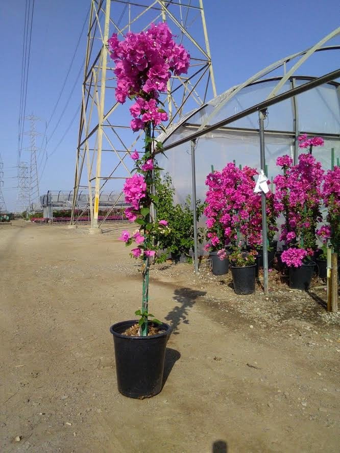 Photo for Bougainvillea 'James Walker' (Patio) (James Walker Bougainvillea Patio Tree)