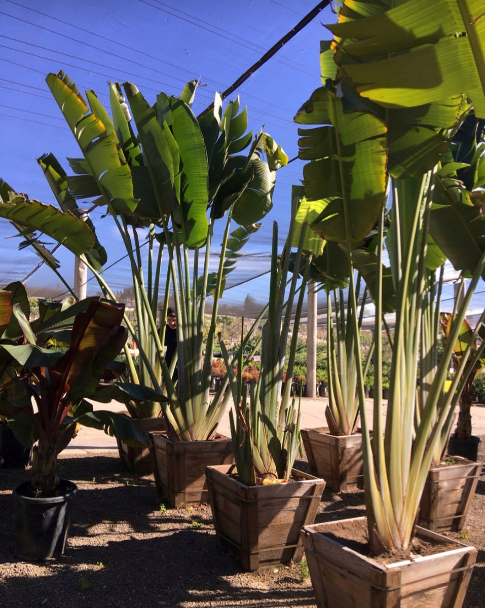 Photo for Ravenala madagascariensis (Travelers Palm)