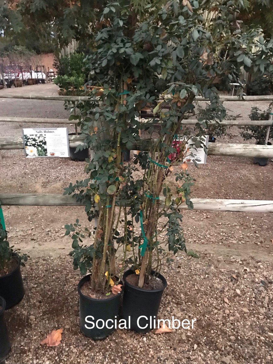 Photo for Rosa 'Social Climber' (Social Climber Climbing Rose)