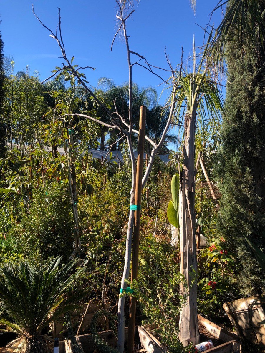 Photo for Ficus carica 'Mission' (Mission Fig)