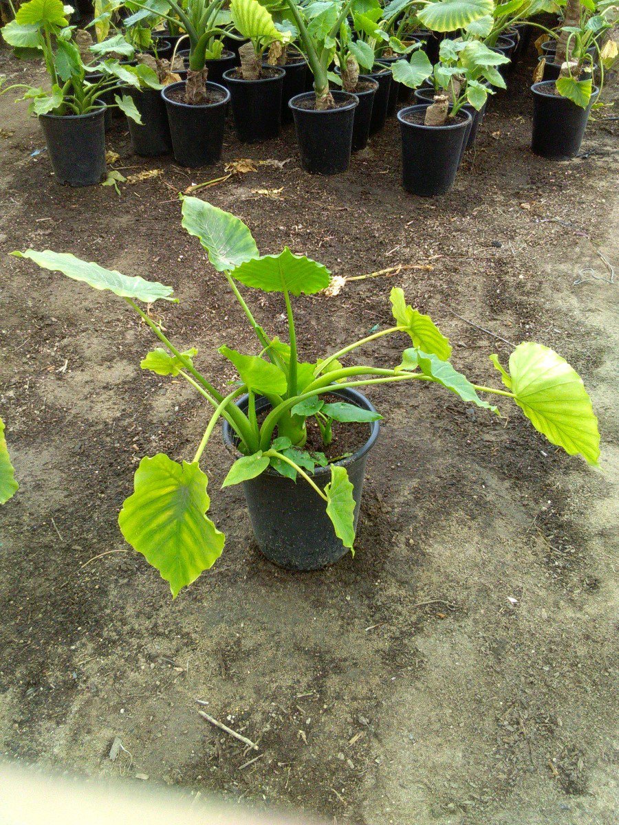 Photo for Alocasia odora (Elephant's Ear)